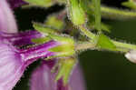 Small's beardtongue